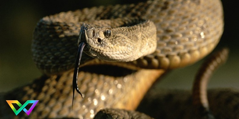 mo-thay-ran-can-danh-con-gi-de-trung