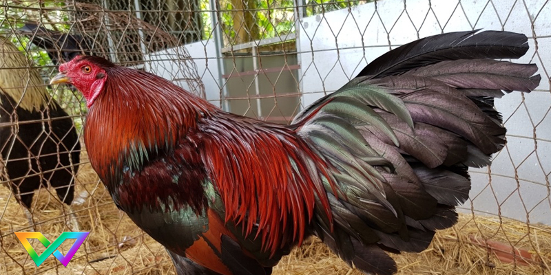 kinh-nghiem-choi-da-ga-mien-tay-bat-bai