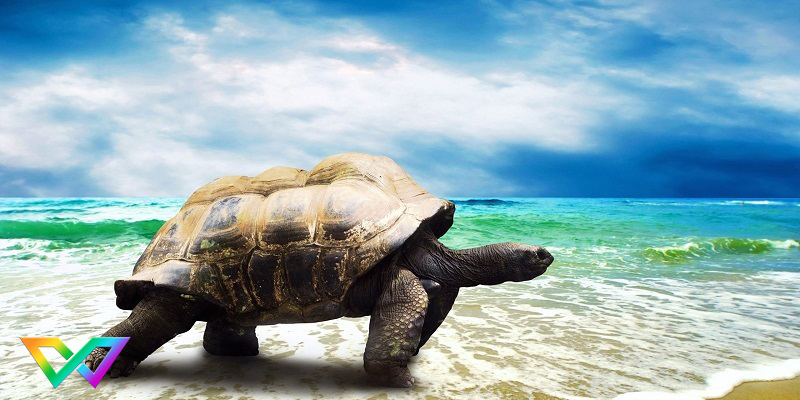 mo-thay-rua-la-y-nghia-gi