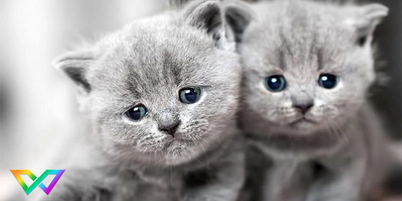 mo-thay-meo-la-diem-bao-gi-4