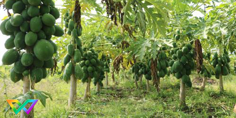 mo-thay-du-du-la-diem-bao-gi-6