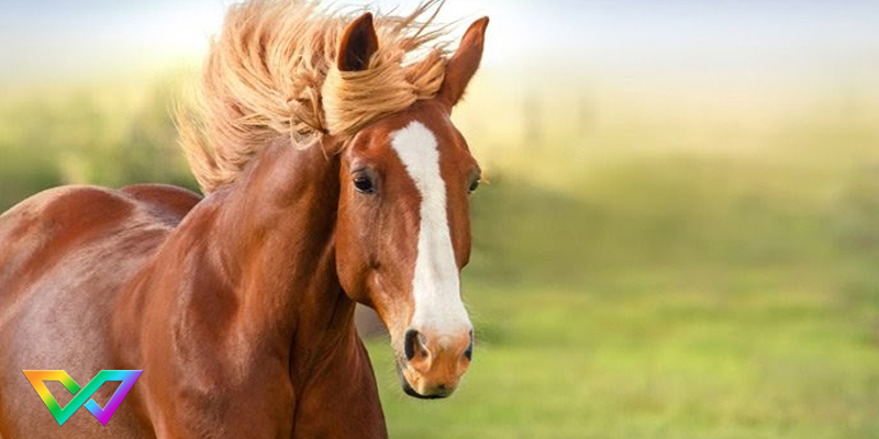 mo-thay-ngua-la-diem-bao-gi-1