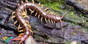 ngu-mo-thay-ret-la-diem-bao-gi-2